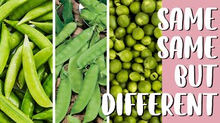 Difference of English pea Snow pea and Sugar snap pea [upl. by Ashman]