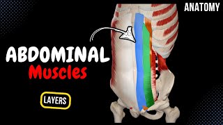 Muscles of the Abdomen Groups Origin Insertion Function [upl. by Cleo494]