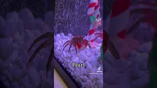 Meet Krabs And Pearl 😊❤️ My New Red Claw Crabs [upl. by Vail]