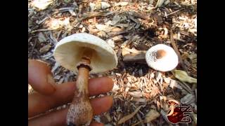 Lepiota americana Leucoagaricus americanus [upl. by Ynaffit246]