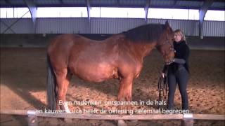 Video nr 47 Bijzonder  paardenrug  Luca  Angela Remie  Avalon  dec 2015 [upl. by Auburta]