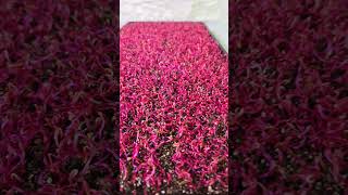 Beets 🌱 health growyourownfood microgreens garden gardening healthy [upl. by Sul]