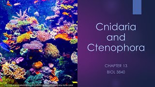 3840Chapter 13 Cnidarians and Ctenophores [upl. by Anissej]