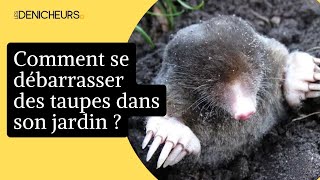 🐀 Taupes dans le jardin  7 astuces pour sen débarrasser rapidement 🐾 [upl. by Arahsat]