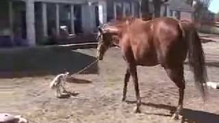 Sporty the jack russell terrier leads a horse [upl. by Ashmead]