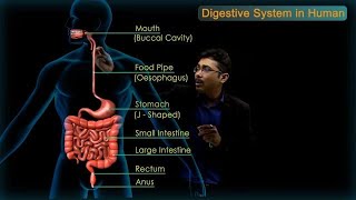 Digestive System in Human  CBSE Class 10 Science Chap  6 Biology  Life Processes  Toppr Study [upl. by Ecirtemed]