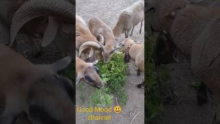 Our sheep eat tomato plants😃🐏🐑🍅 Наши овцы едят кусты помидор 🍅🐏🐑😃 [upl. by Melamie]