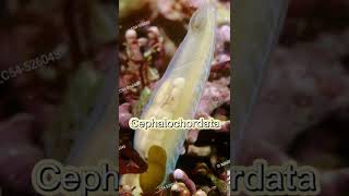 Phylum Chordata  Subphylum education shorts viral biology trending [upl. by Airliah]