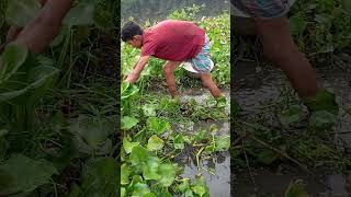 Village Fishing Idea Top 6 Fishing Video Best Fishing Video shortsvideo fish bigfish [upl. by Teodoor]