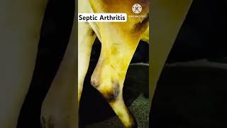 Arthritis after Mastitis Treatment [upl. by Cran]