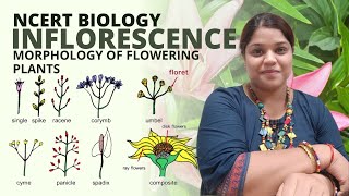 What is inflorescence  Class 11 Biology  Morphology of flowering plants  NCERT [upl. by Darian]