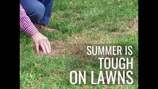 Brown Spots in Lawn Repaired with Mantis Tiller and Attachments [upl. by Nolrac709]