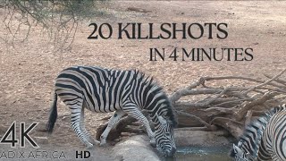 ‼️20 Bow Hunting kill shots compilation pt3‼️ [upl. by Afnin723]