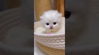 BENTAR AKU TIDUR DULU funnyshorts catlovers [upl. by Neyuh]