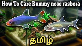 How to care Rummynose rasbora  Sawbwa barb  Tamil [upl. by Enisamoht]