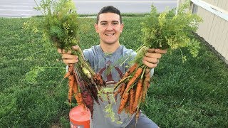 2017 Bucket Garden  Container Carrot Harvest [upl. by Eerased12]