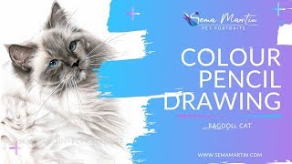 Colour Pencil Pet Portrait of Ragdoll cat Pierre [upl. by Niple]