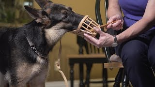 Basket Muzzle Training  Flash class [upl. by Iot]