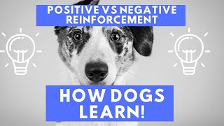 Positive vs Negative Reinforcement  How Dogs Learn [upl. by Cavallaro]