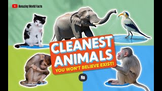 CLEANEST Animals You Wont Believe Exist [upl. by Anatniuq]