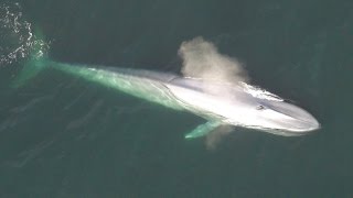 Blue Whale Viewing via Helicopter Includes Introduction to Blue Whale Biology [upl. by Inajna875]