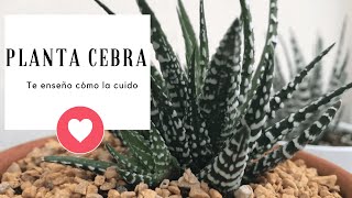 Cómo CUIDAR la Planta Cebra  Haworthia Fasciata 👩‍🌾 Cuidados y Reproducción [upl. by Itsur]