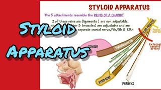 Styloid apparatus [upl. by Culver911]