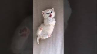 Nice cats shortsfeed adorablemeows cutecats meow [upl. by Ellene]