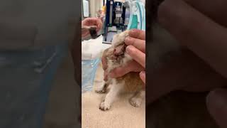 Cuterebra removal from kitten [upl. by Ydner]