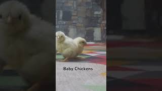 baby chickens [upl. by Fatma]