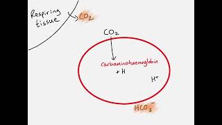 AS Biology  Transport of carbon dioxide [upl. by Sylram]