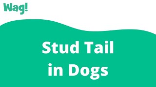 Stud Tail in Dogs  Wag [upl. by Tega]