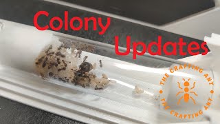 Ant Colony and Setup Update Part 1 [upl. by Maharba]