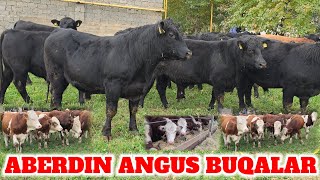 ABERDIN ANGUS SIMENTAL BUQALAR ZOTGA DAXSHATLARIDAN MANA TAMOSHA QILING SOTILADI INSHAOLLOH [upl. by Ahsinar501]