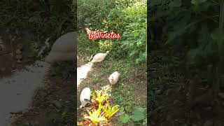 Gallinetas subscribe gatitoshaciendocosas shortvideo shortvideo hugoconstruye [upl. by Enelra]