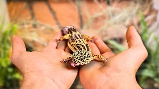 🌿 I BUILT A BIOACTIVE VIVARIUM FOR MY LEOPARD GECKO  TERRAQUAMAN [upl. by Lenhard]