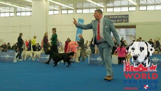 Flat Coated Retriever WDS 2024 Dogs [upl. by Itirahc]