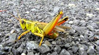 Closeup of a Grasshopper Laying Eggs in the Gravel [upl. by Skoorb]