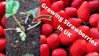 Growing Strawberries in UK amp Re potting Strawberries  Update [upl. by Enitsyrk637]