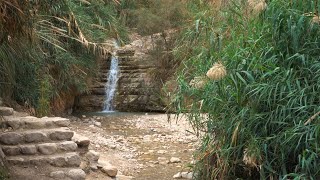 Dead Sea Oasis Ein Gedi Israel [upl. by Urania]