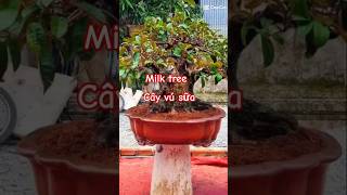 Beautiful bonsai world shortvideo vladimirputin putin shortvideo [upl. by Raseac]