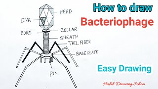 How to Draw Bacteriophage Diagram  Bacteriophage Virus Drawing [upl. by Gilleod695]