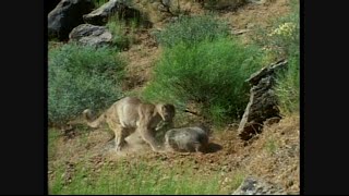 American Badger Vs Cougar [upl. by Aala]