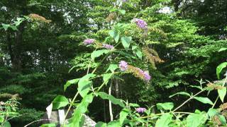 Time Lapse Buddleja Davidii [upl. by Sorips]