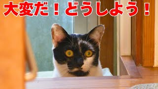 愛猫が別人みたいになってしまいました 【驚愕・仰天】【じいじさんとばあばさんと猫たち】 [upl. by Boorman]