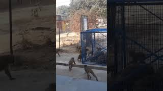 Monkey trap Skill [upl. by Altis178]