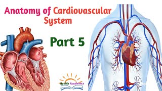 Anatomy of Cardiovascular System Circulatory System Part 5 Interesting Video with Amharic Speech [upl. by Aicinet]