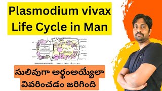 Plasmodium vivax Life Cycle in Man  Explained in Easy Way [upl. by Iahk]