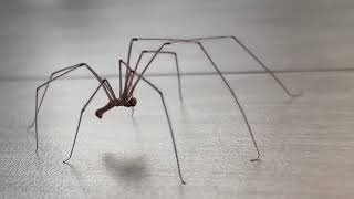 집유령거미 Pholcus phalangioides Spider 1 [upl. by Basil]