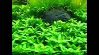 Aquarium plant pearling [upl. by Merras841]